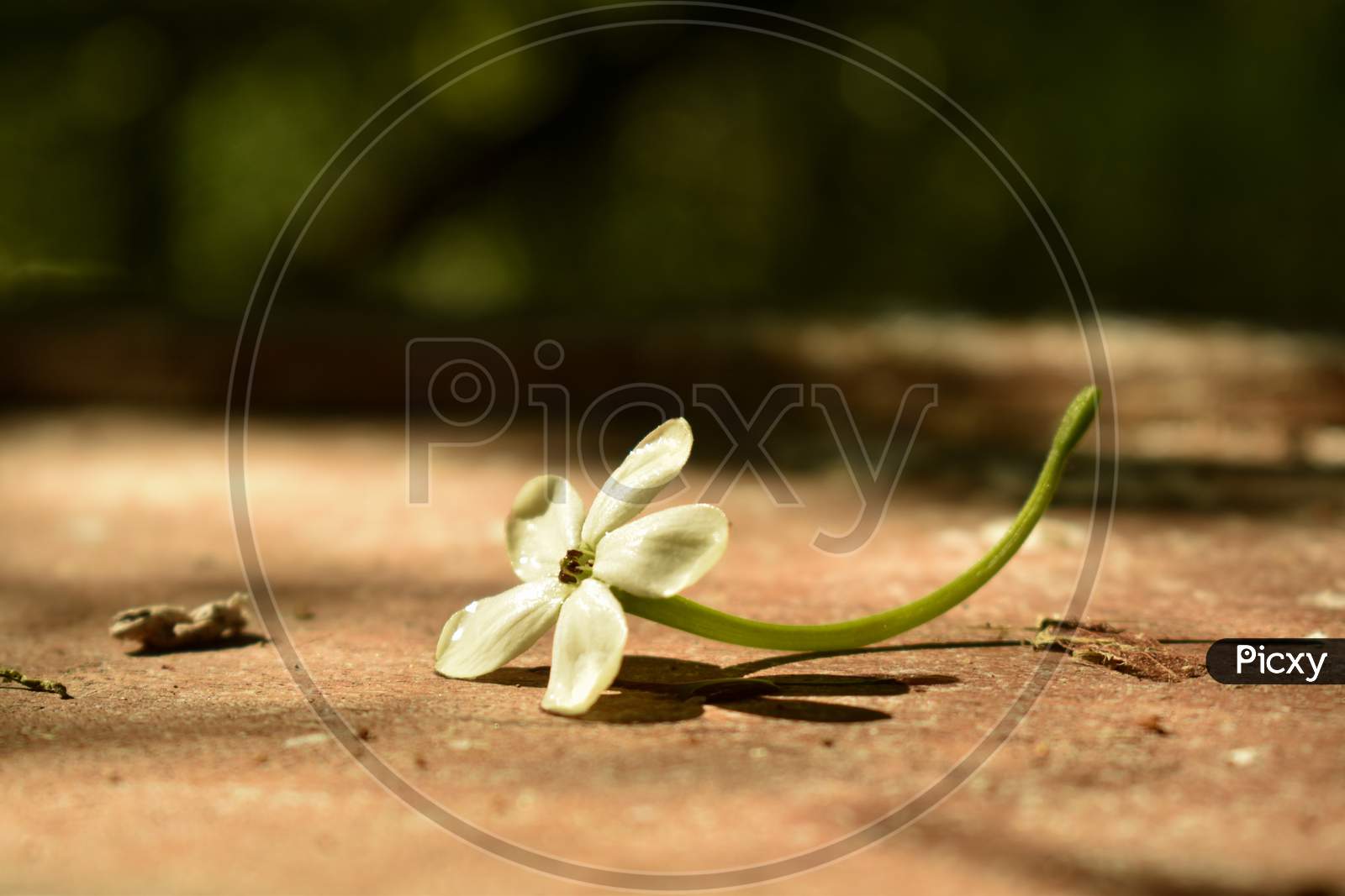 white flower on soil