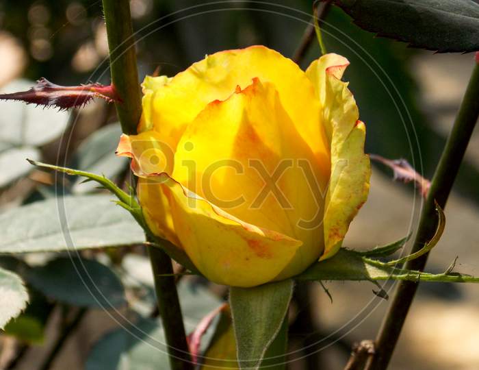 Garden rose floribunda petal yellow flowering plant