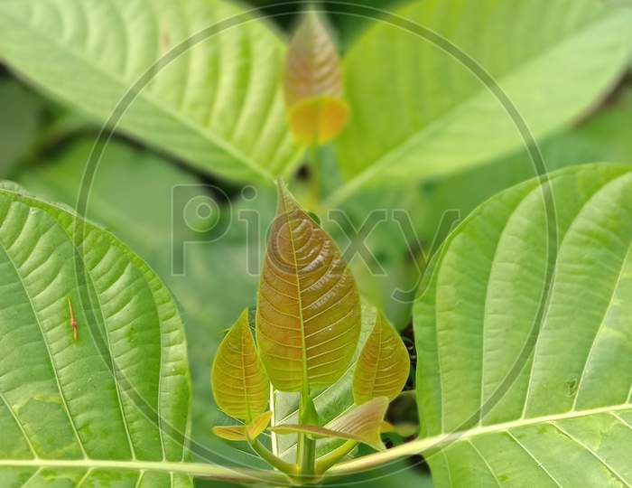 image of freshly grown cadamba leaves.