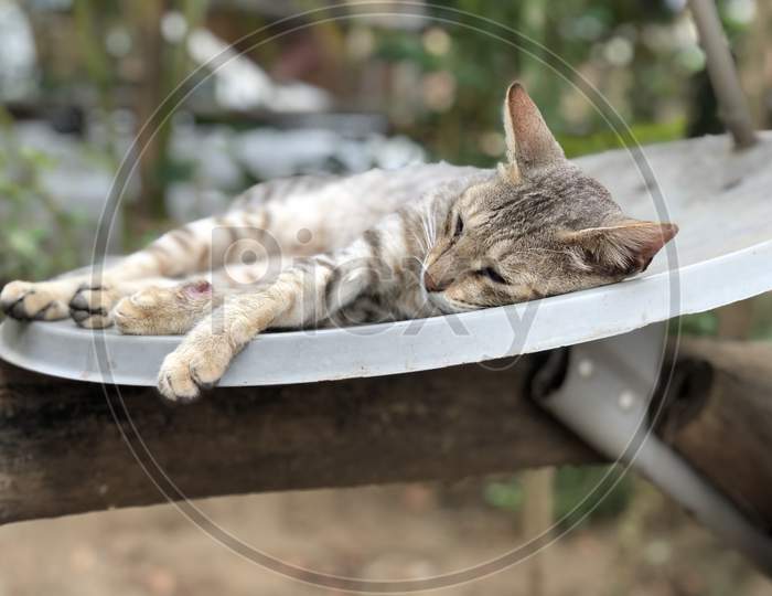 Resting Cat