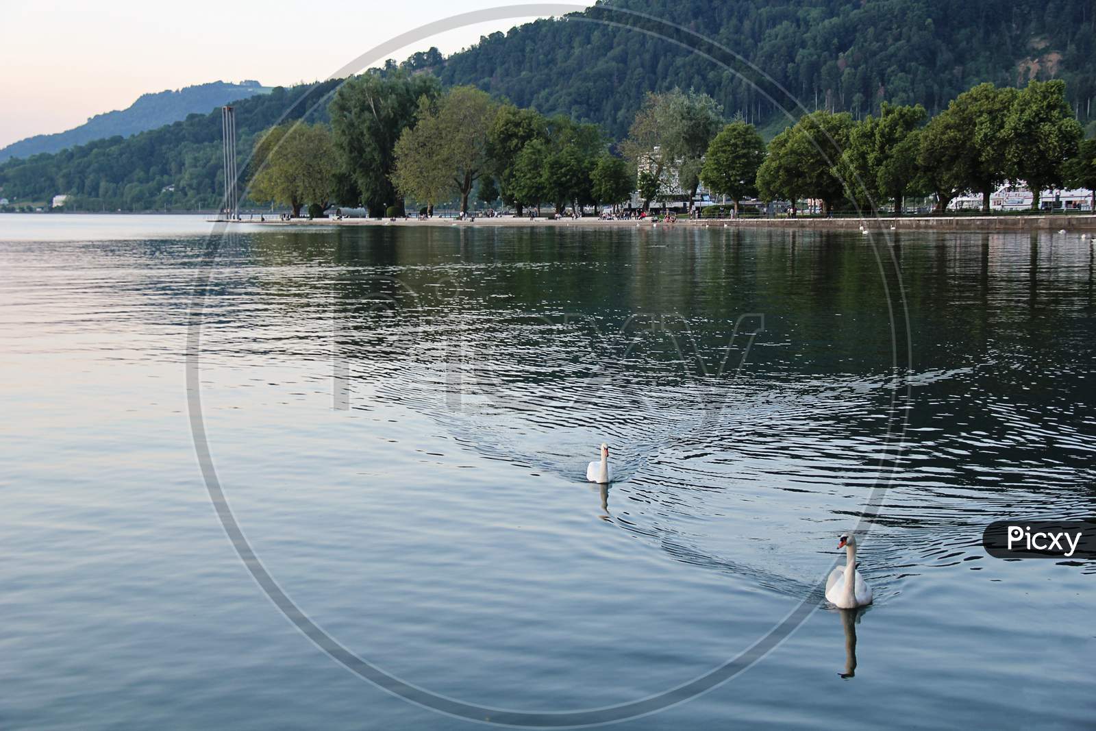 Swans On Lake Constance In Bregenz, Austria