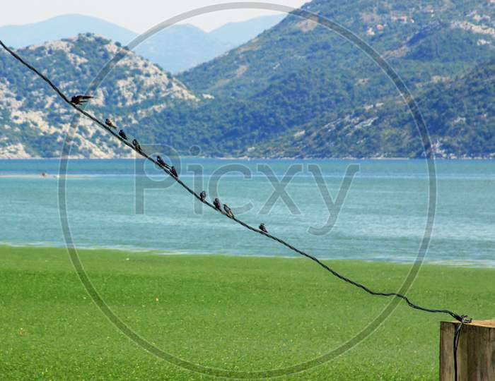 Birds On Wire At Skadar Lake In Summer, Montenegro