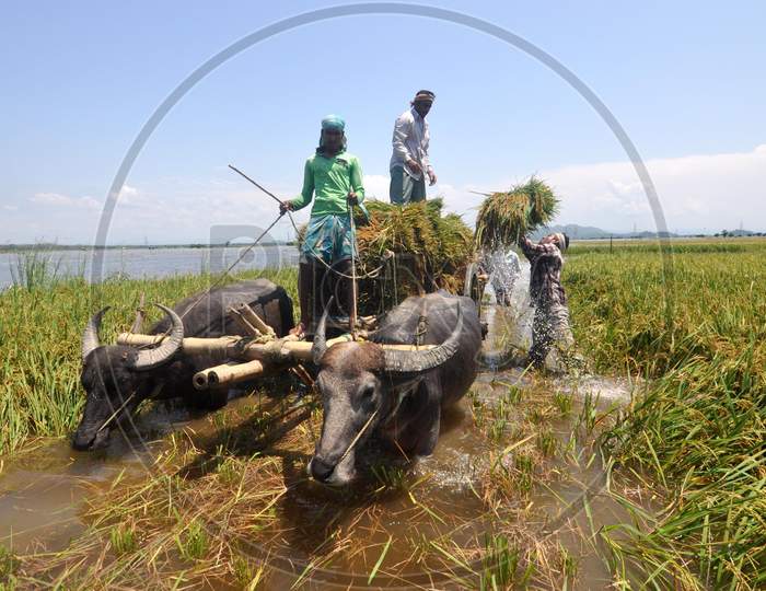 Farmers Load Paddy On A Buffalo-Cart In A Flood Affected Field In Morigaon District Of Assam, Thursday, May 28, 2020.