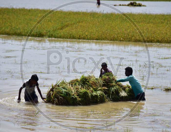 Farmers Carrying Paddy On A Makeshift Raft Wade Through Flood Water At A Village In Hojai District Of Assam, Thursday, May 28, 2020