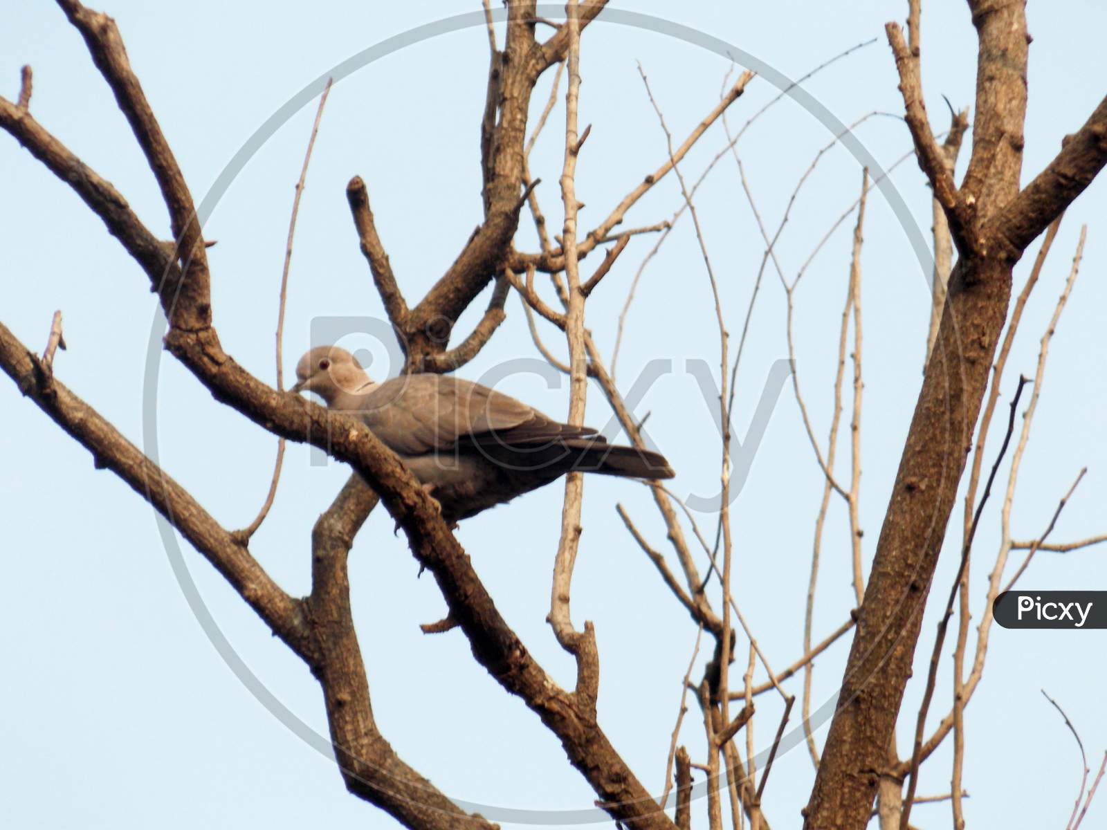 Wildlife bird on the tree background