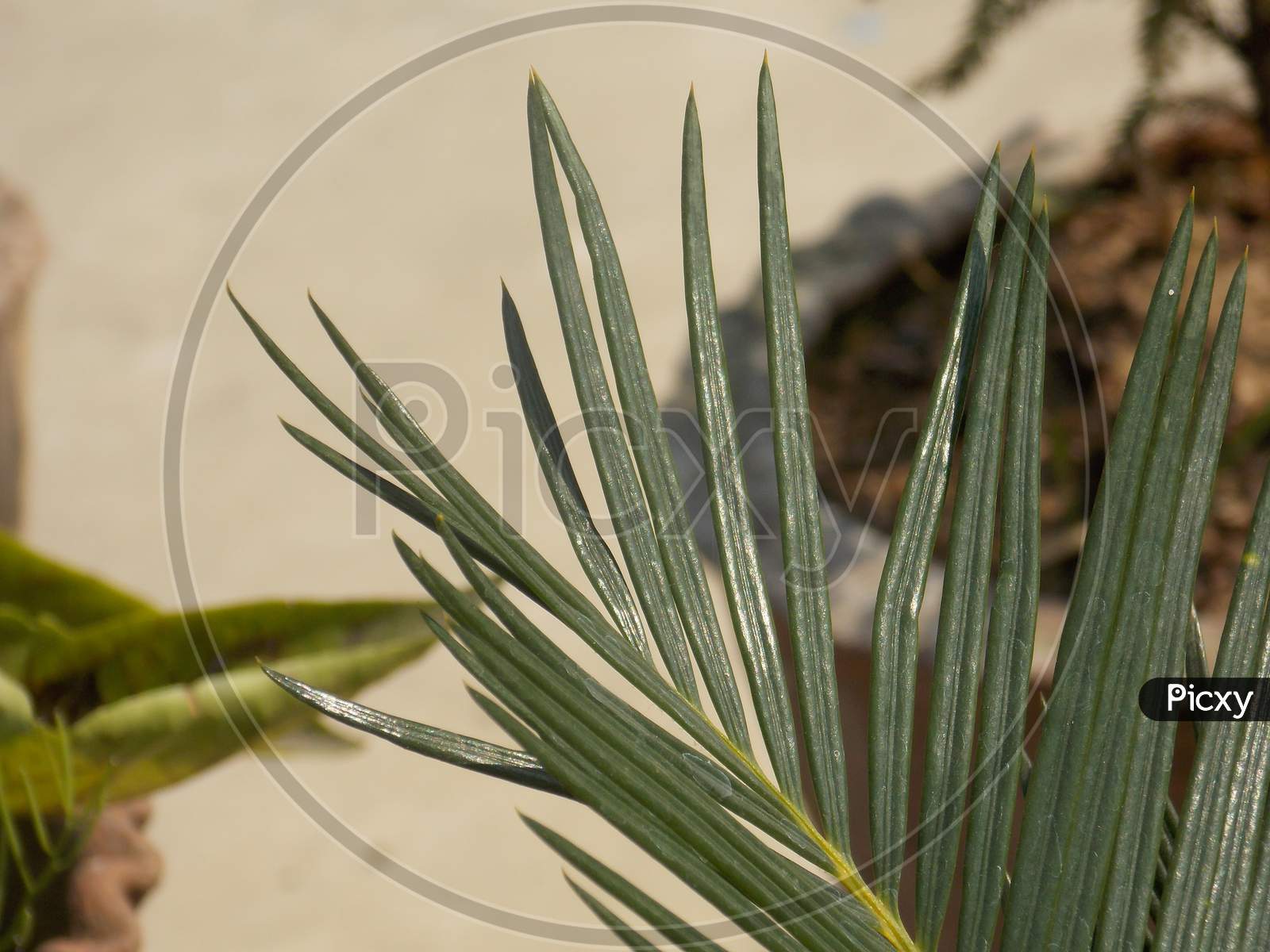 Beautiful closeup white pine grass family tree plant