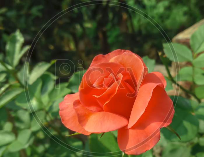 Orange Rose which is homegrown and fully organic