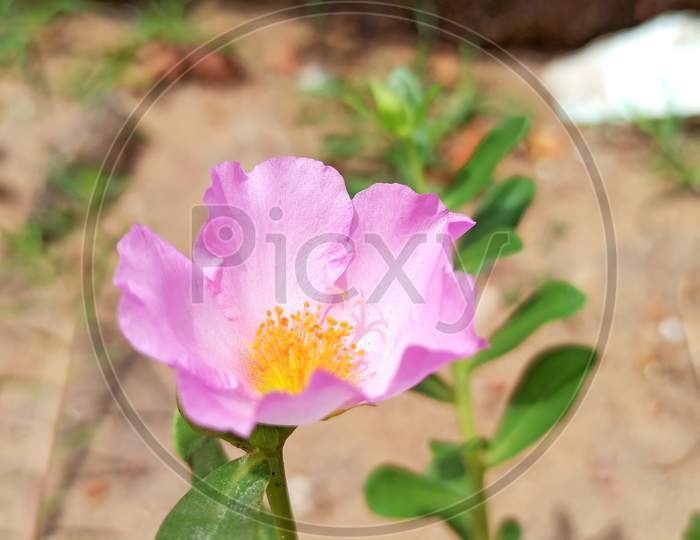 Moss Rose mix grandiflora seeds pink colour flower