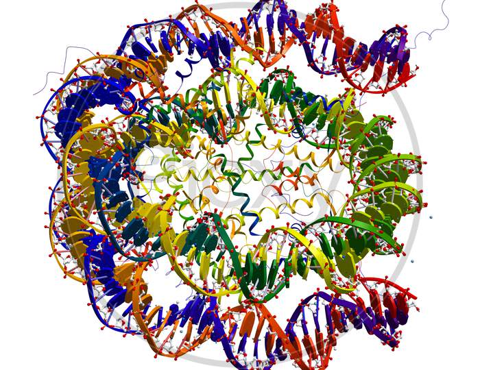 Nucleosome Core Particle Structure