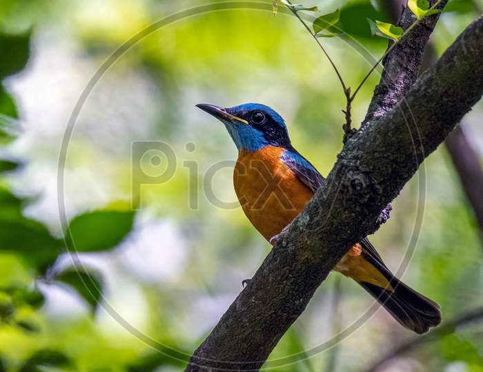 The Blue-Capped Rock Thrush Is A Species Of Chat.