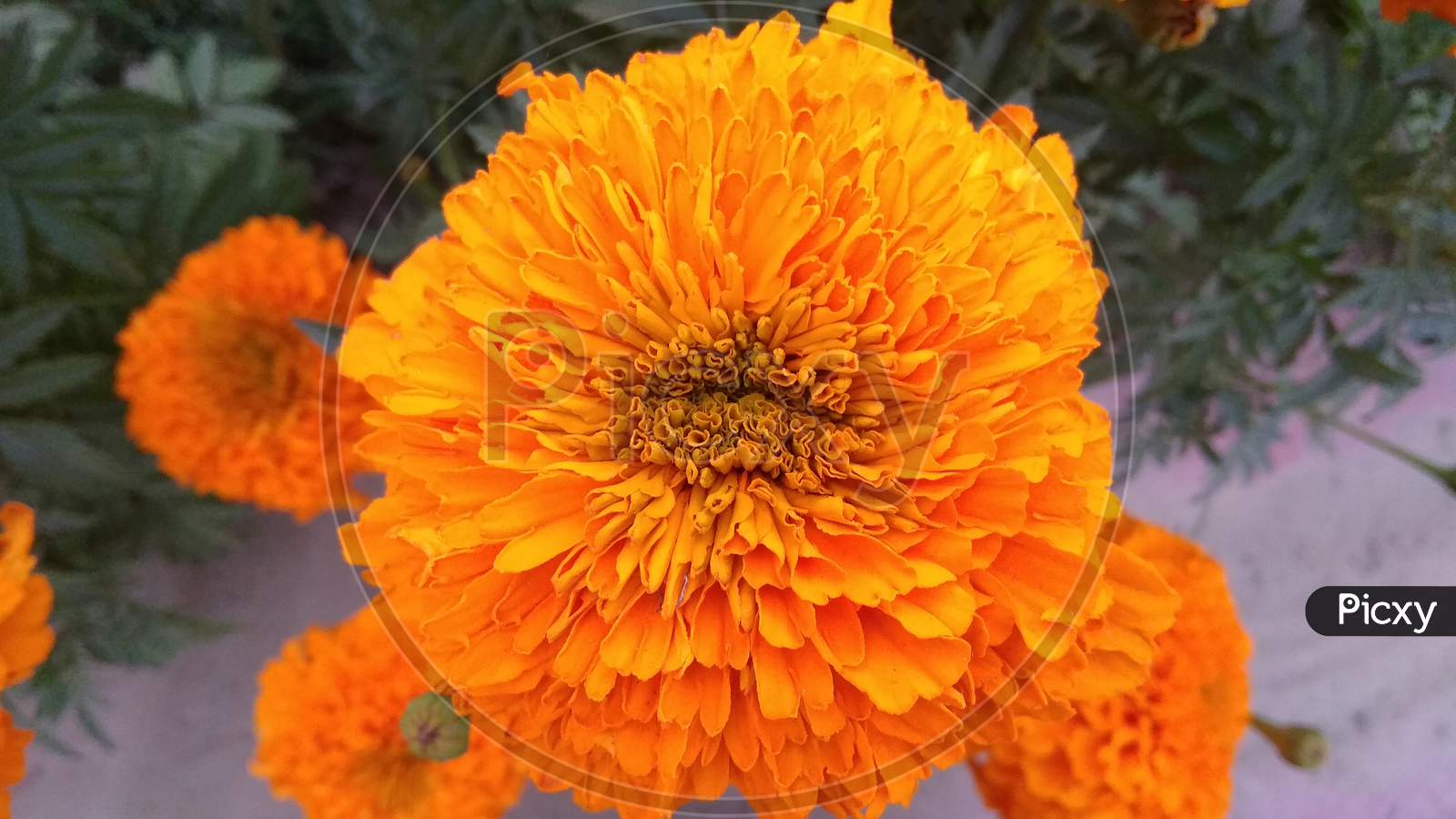 Orenge english marigold flower plant in selective focus