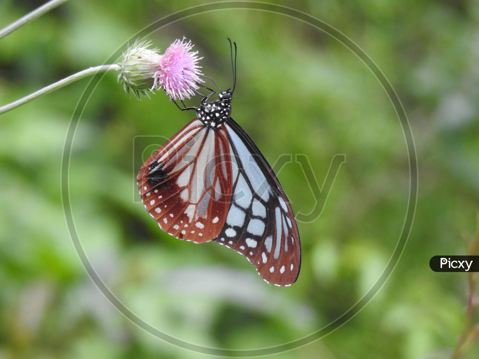Butterfly (Twany mime) on wild flower