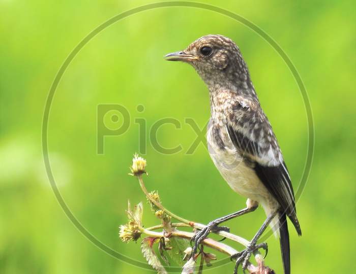 Bird (Pied Bushchat juvenile) sitting on the grass in agricultural field