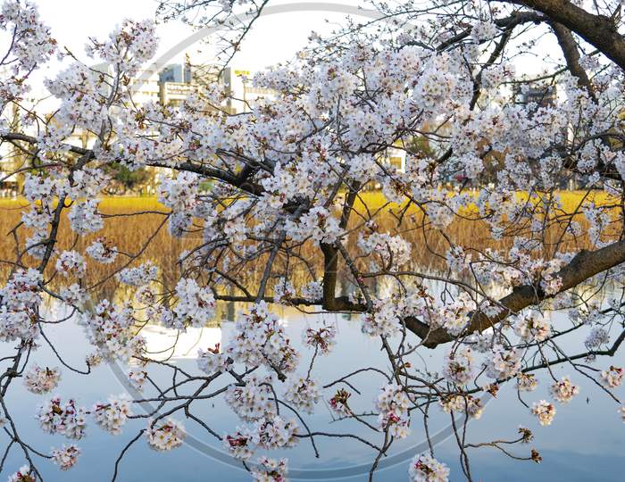 Beautiful Spring Cherry Blossoms In Ueno Park, Tokyo, Japan, Sakura Flowers
