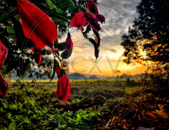 Amazing colorful view of sunset and the red flower.