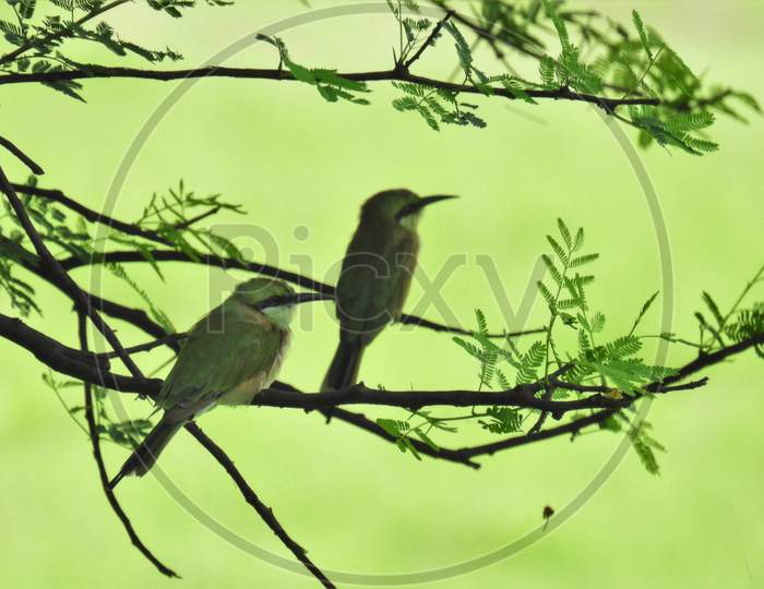 Bird (Green bee-eater sitting) on branch in pair, clear background