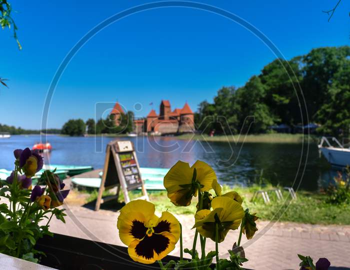 Yellow flowers in Trakai island castle