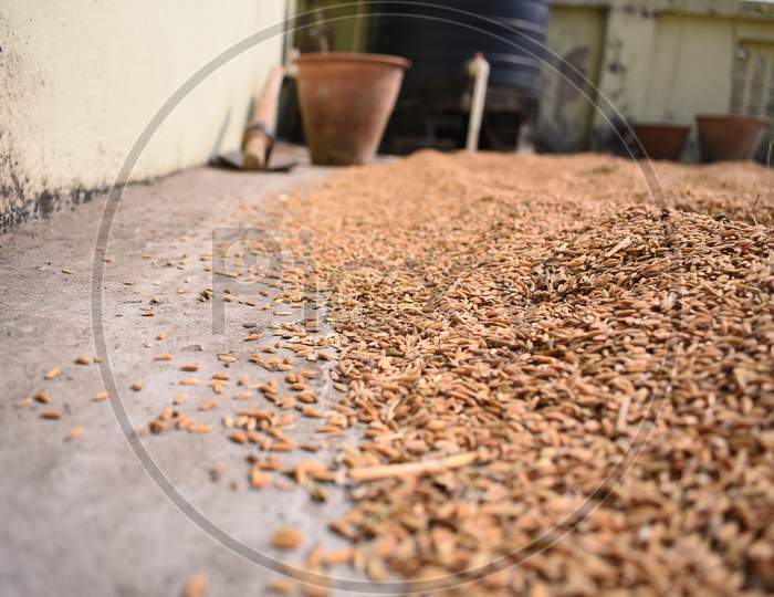 Paddy Seeds Spread On The Rooftop To Dry Under Open Air