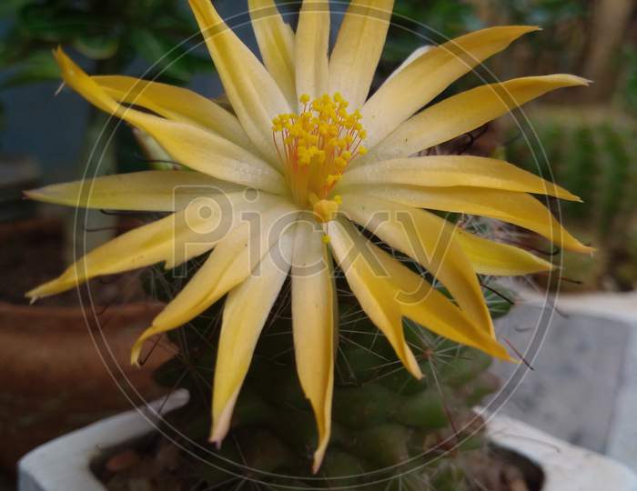 Cactus plant yellow flower background wallpaper