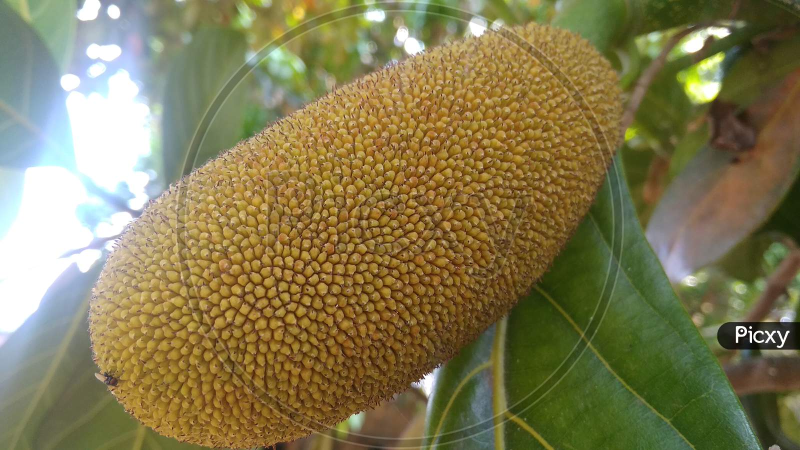 Mulberry family jackfruit in selective focus with blur background