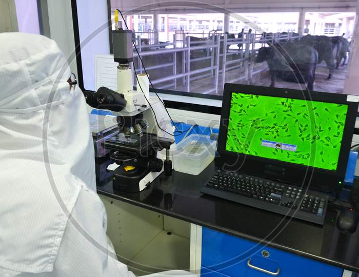 Scientists in protective coverall doing quality testing at a Semen Station laboratory in India.