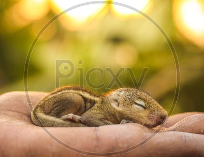 Baby Squirrel Sleeping On Human Hand, Common Indian Baby Squirrel Sleeping On The Book. Blur Background.