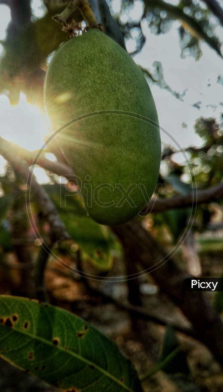 Photography of mango on tree
