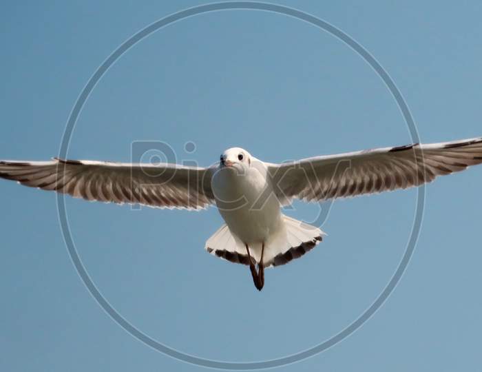 A Seagull during its flight