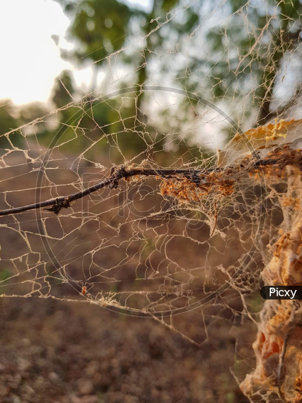 spider web with dry tree in forest