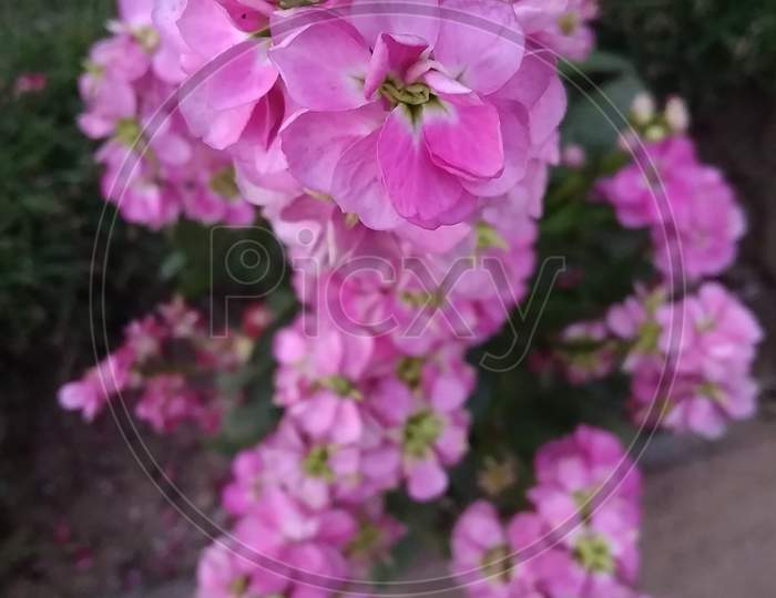 Pink blossom garden phlox flower plant in front of camera focus