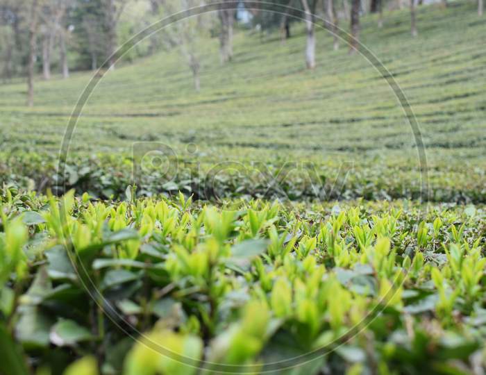 Tea garden with young leaves