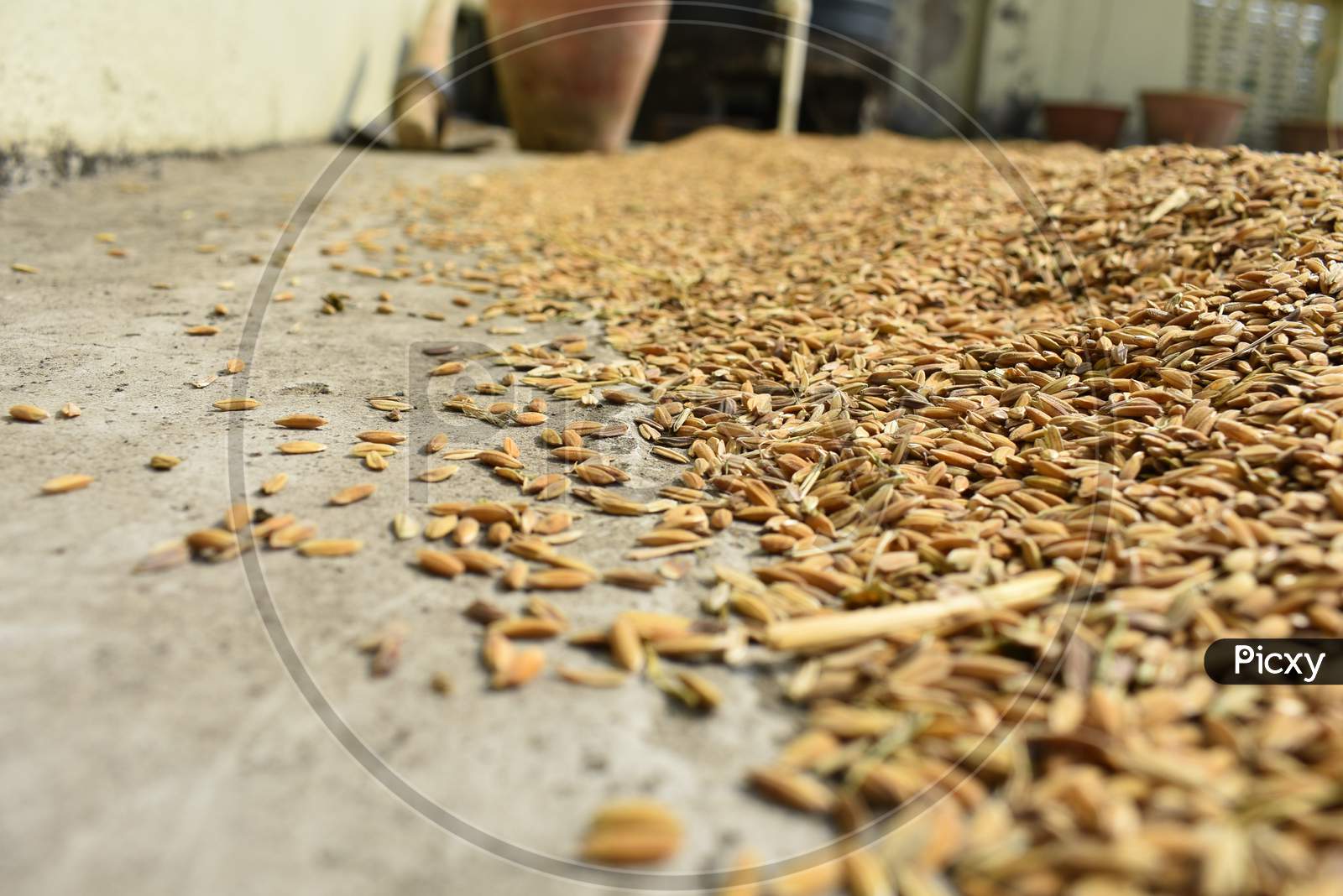 Yellow Paddy Seeds Spread On The Rooftop To Dry Under Open Air