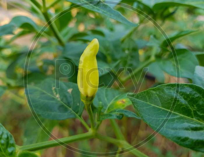 beautiful growing tabasco pepper in the field