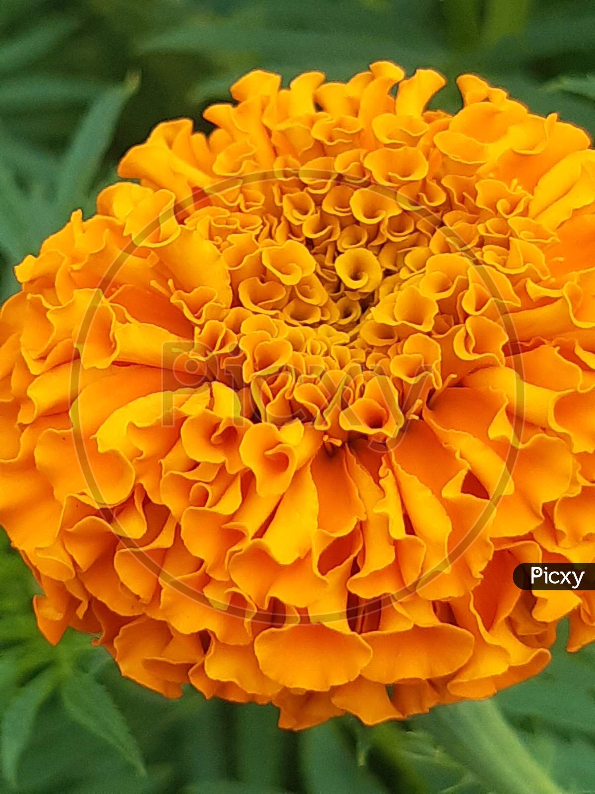 Yellow Marigold Flower On The Green Tree And Green Background .