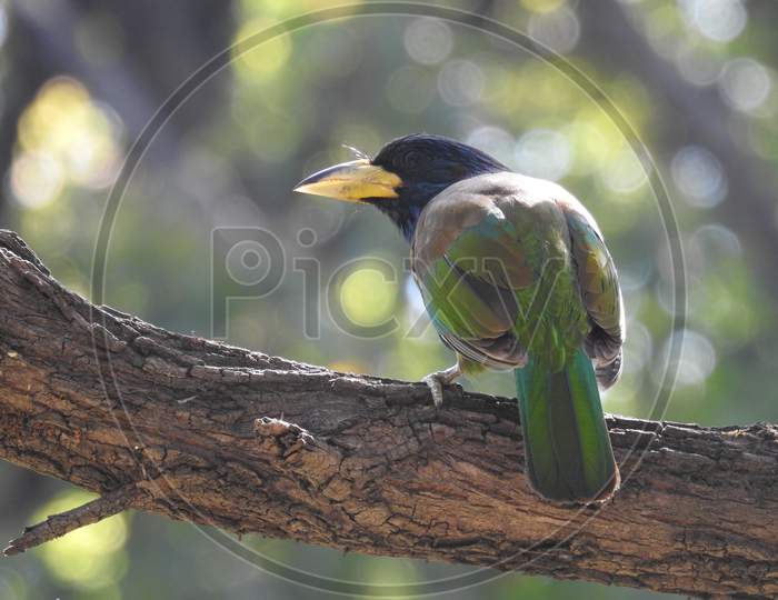 Bird (Great barbet) sitting on the branch in Palampur, agriculture university (HP) India