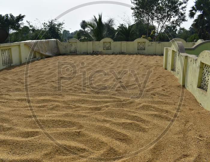 Paddy Seeds Spread In Ground To Dry Under Open Sunlight