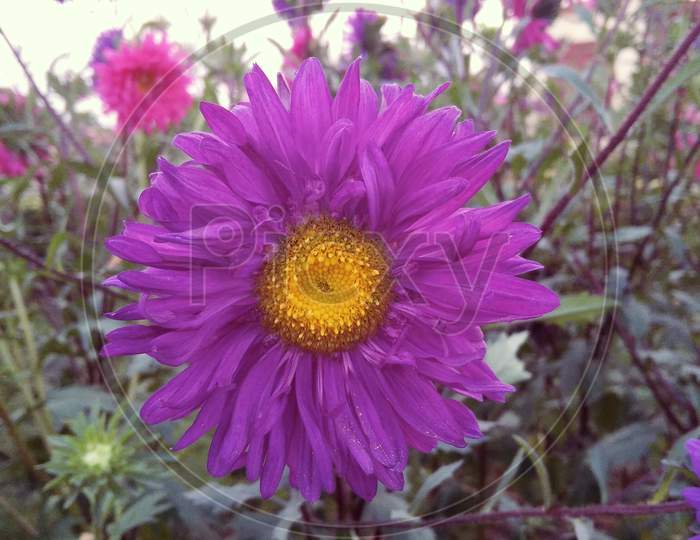 Purple Closeup petal china aster flowering plant