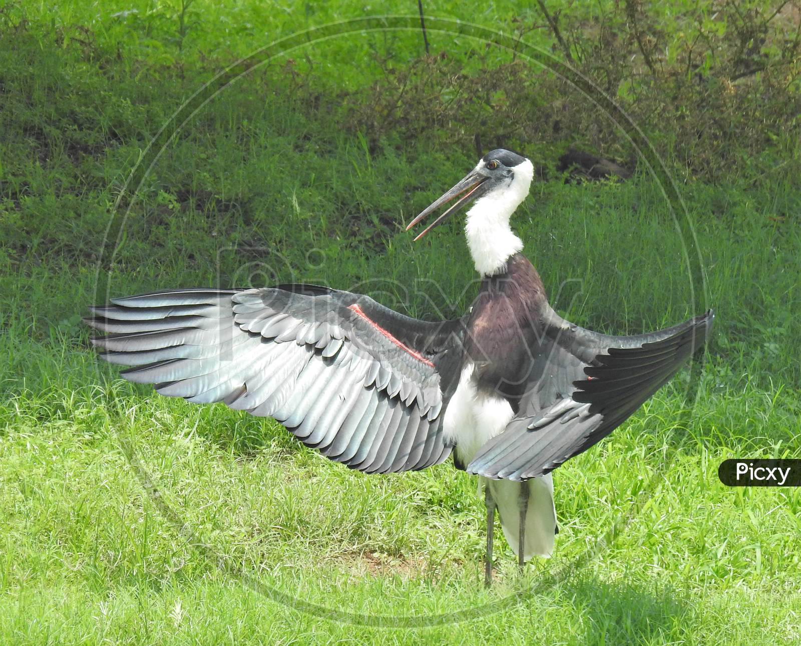 Water-Bird (Woolly-necked stork) spreading wings