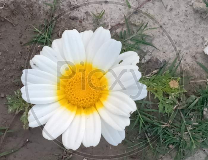 Beautiful Indian flower.