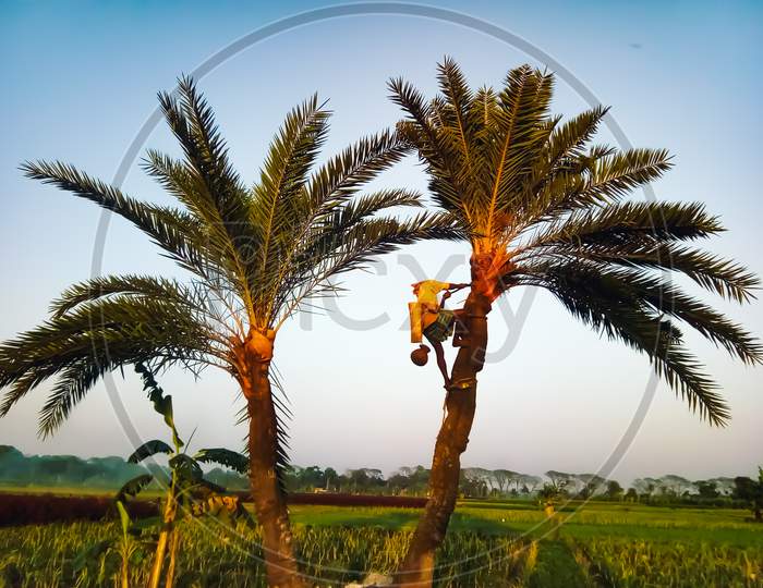 Man working for making palm  juice