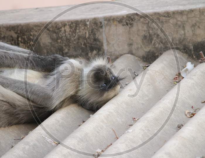 monkeys resting on the roof