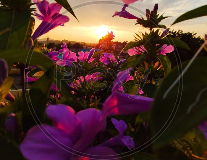 Pink flower view during sunset