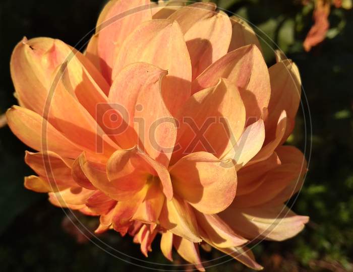 Beautifull Dahlia orange petal flowering plant