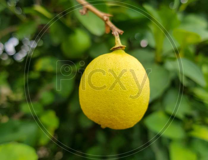 beautiful yellow lemon on green leaf backgroung