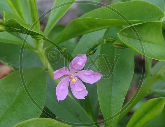 Perennial tiny violet petal flower with green leaf
