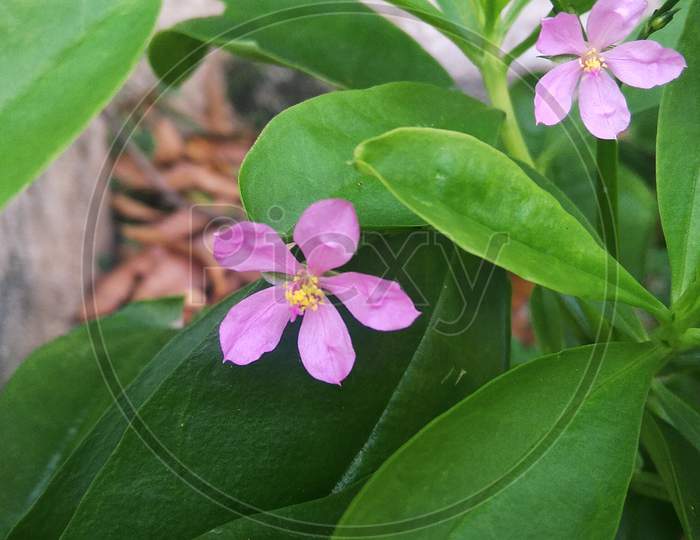 Perennial tiny violet petal flower with leaf