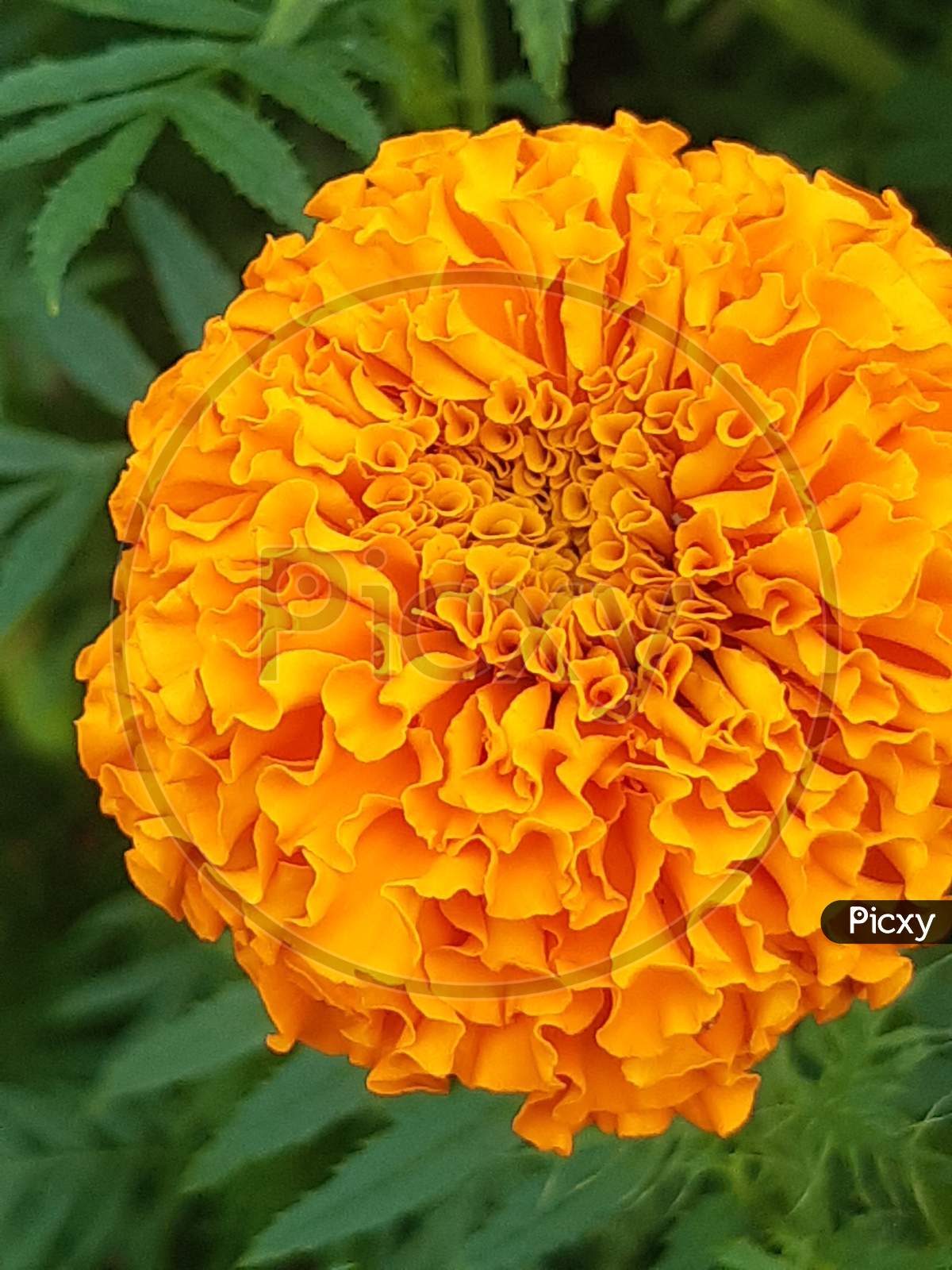 Yellow Marigold Flower On The Green Tree And Green Background And This Is The Flower Garden.