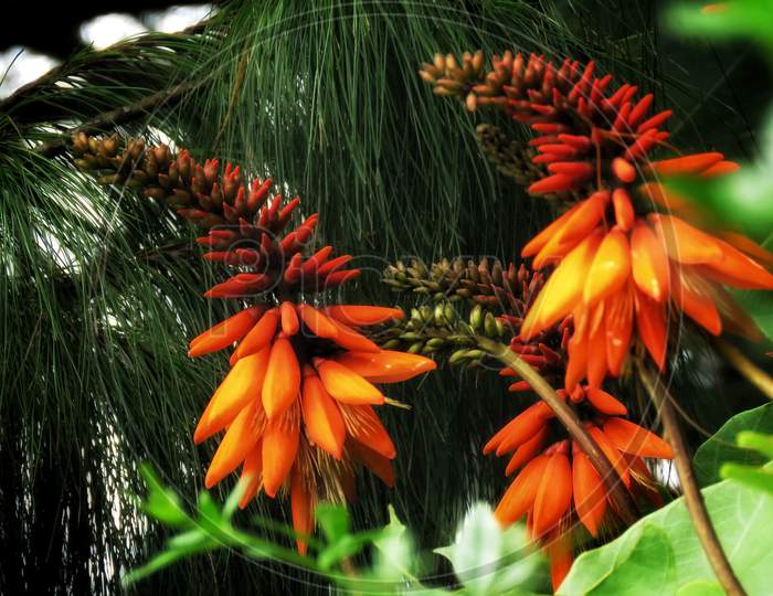 Beautiful Orange Flower.