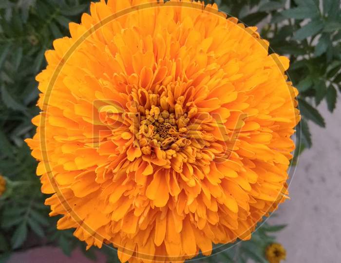 Beautifull closeup english marigold flowering plant