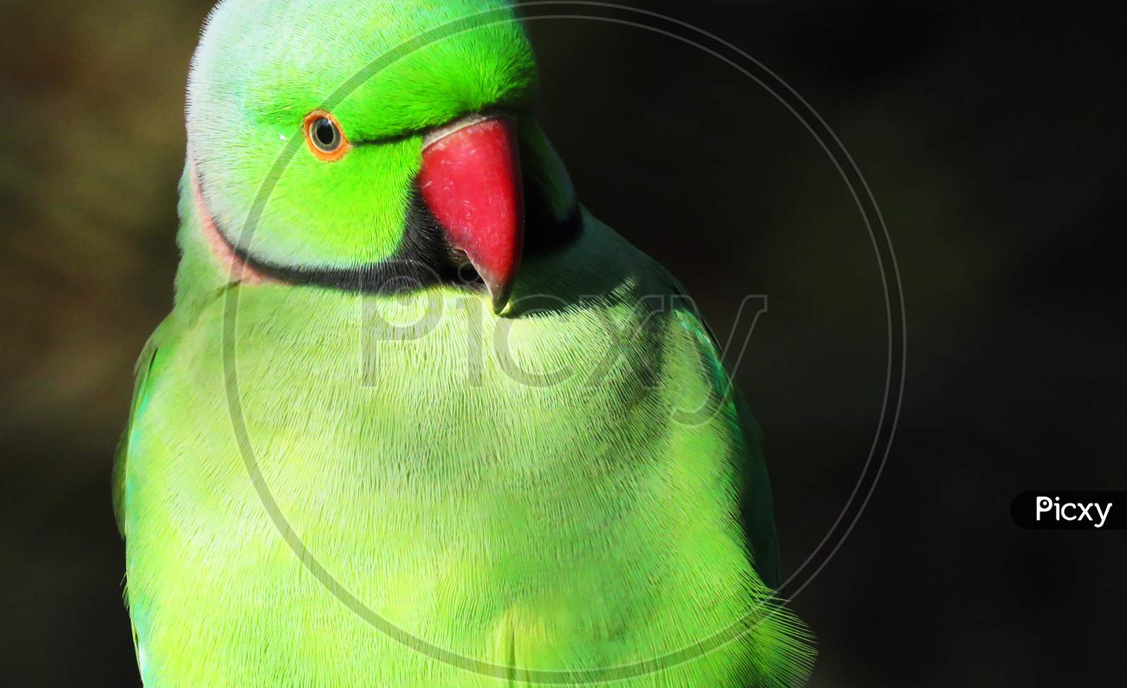 Close up of a beautiful Green Parrot.
